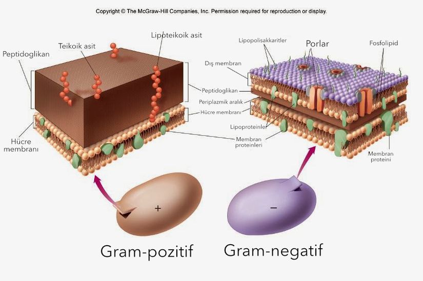 Başlıca hücre duvarı açısından farklılık gösteren bakterilerin gram boyanması.