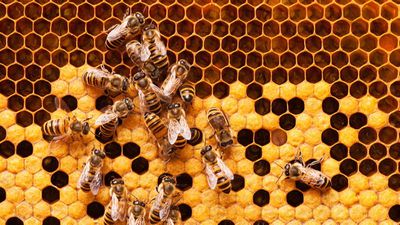 Propolis Nedir? Arıların Ürettiği Propolis, Kanser Tedavisinde Kullanılabilir mi?