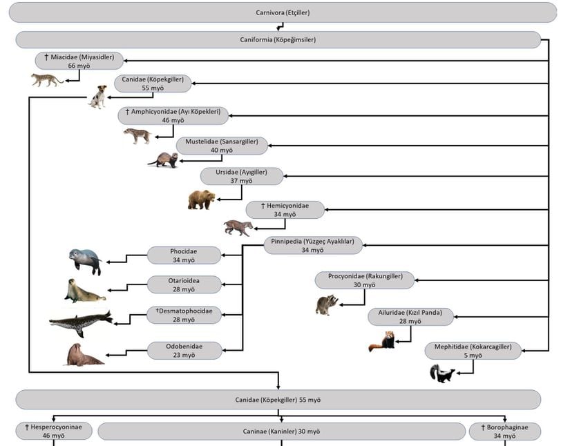 Carnivora (Etçiller) takımının taksonomik sınıflaması