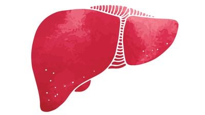 Hayvanlarda Organ Yenileme (Rejenerasyon): Karaciğerin %75'i Hasar Görse Bile Kendini Yenileyebilir mi?