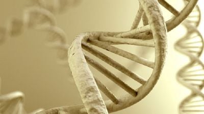 Antik DNA, Çevresel Epigenetik Etkilerin İnsan Evrimindeki Yerini Aydınlatıyor!
