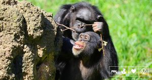 Chimpanzees Use Plants To Heal Themselves Revealing Nature's Pharmacy