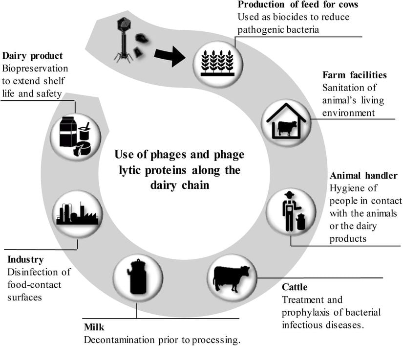 Sürdürülebilir Süt Ürünleri Zincirinin Uygulanmasında Bakteriyofajların Rolü