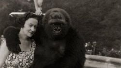Annesi Katledilen Goril Toto'nun Bayan Hoyt ile Dostluğu