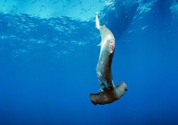 Uzun bir süredir yüzgeçlerini çorba yapmak için için kesip suya geri bıraktığımız köpek balıkları neden bu yönde evrimleşmedi?