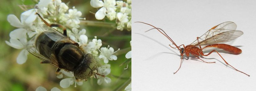 Eristalinus aeneus (Syrphidae) ve Ophion sp. (Ichneumonidae).
