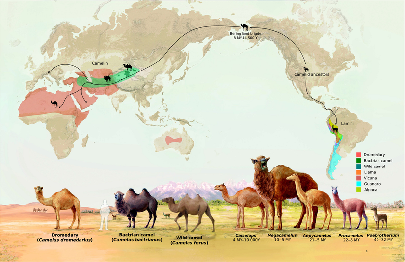 Amerika topraklarının ehlileştirilebilir hayvanlar konusundaki bir diğer şanssızlığı, develerin aslen Amerika kıtasında evrimleşmesi ama sonrasında Eski Dünya'ya göç etmeleri olmuştur. Bu nedenle Amerika kıtasındaki insanlar, develere de erişememişlerdir.