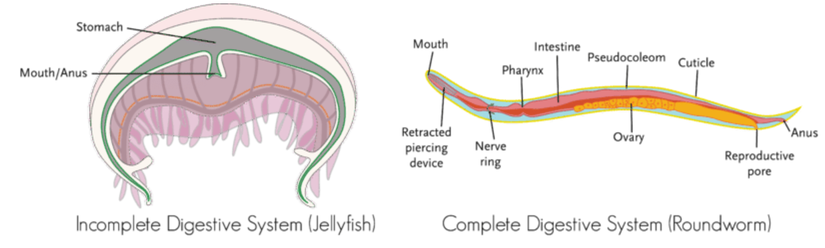 Solda bir denizanasında bulunan tamamlanmamış bir sindirim sistemi; sağda ise bir yuvarlak solucanın tam sindirim sistemi. Omurgasızlar bu iki tip sindirim sisteminden birine sahip olabilir.