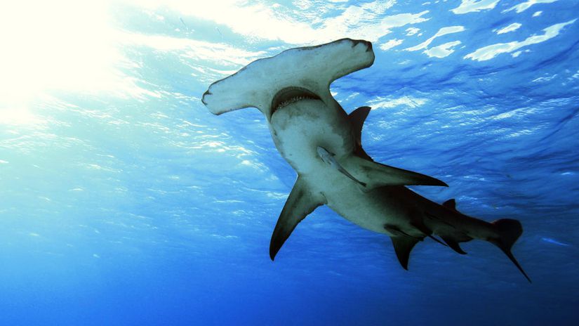 Yaklaşık 23 milyon yıl önce evrimleşen çekiç başlı köpekbalıklarının en genç köpekbalığı grubu olduğu düşünülmektedir.