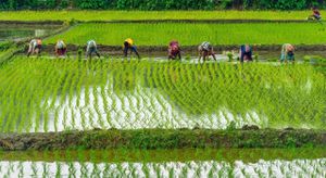 Uttar Pradesh Launches Extensive Paddy Procurement Initiatives