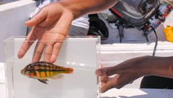 17.000 Yıllık Balık Fosilleri Üzerinde Yapılan Çalışma Hızlı Evrimi Ortaya Koyuyor!
