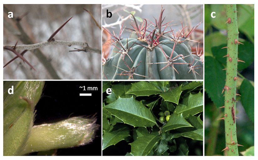 Görsel 3. Yapısal savunmalar Yapısal savunma örnekleri: (a-c) dikenli yapılar: (a) gladiçyadaki (Gleditsia triacanthos) gibi evrimsel olarak modifikasyona uğramış gövde veya dikenler, (b) diğer üyeleri yapraksız olan bir kaktüs ailesinin (Cactaceae) üyelerinden Kaliforniya fıçı kaktüsündeki (Ferocactus cylindraceus) gibi dikene dönüşmüş yapraklar ve (c) güldeki (Rosa floribunda) gibi epidermisin uzantısı olan ufak dikenler; (d) çilek (Fragaria virginiana) tomurcuğu üzerindeki trikomlar ve (e) Amerikan çobanpüskülündeki (Ilex opaca) sert yapraklar.