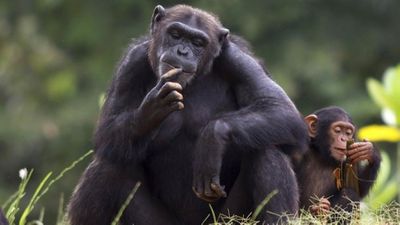 İnsan Harici Maymunlarda Kültürel Aktarım: Şempanzelerin Yavrularına Alet Kullanmayı Öğretebildiği İspatlandı!