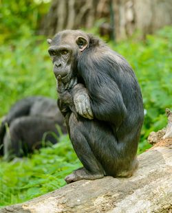 Bonobo dişileri nasıl 5-6 yılda bir ürüyor?