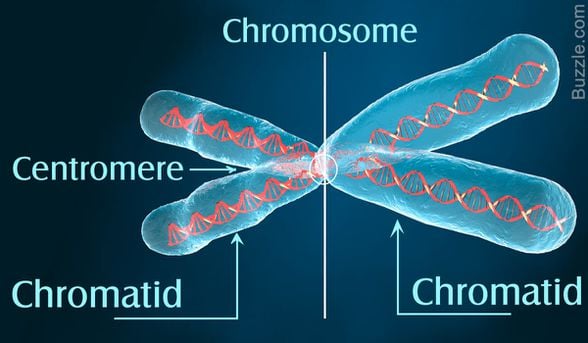 Kromatit ve Kromozom
