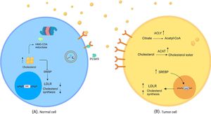 Cholesterol: The Delicate Balancer Between Health And Disease