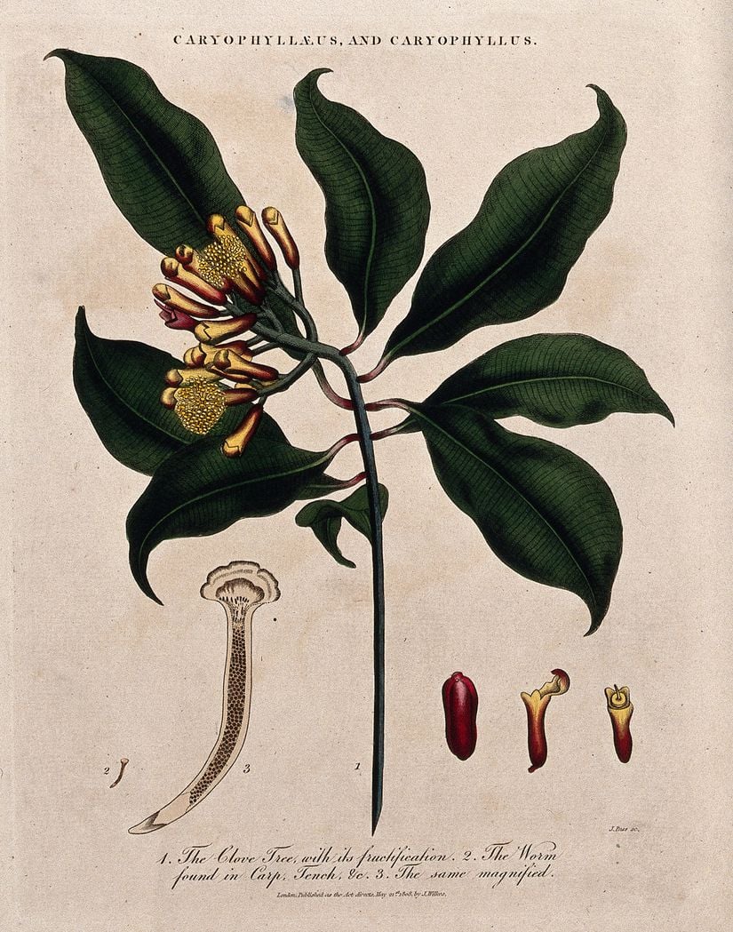 Karanfil (Syzygium aromaticum)
