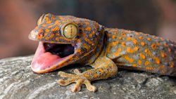 Mühendislik Harikası Ayaklar:gecko Kertenkeleri