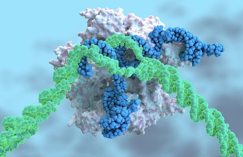 Nadir görülen, ölümcül bir karaciğer hastalığı için yeni bir CRISPR tabanlı tedavi, hem DNA kesen bir enzimi kodlayan bir haberci RNA (beyaz) hem de onu belirli bir gen dizisine (yeşil) yönlendiren başka bir RNA (mavi) içeren bir enjeksiyona bağlıdır.