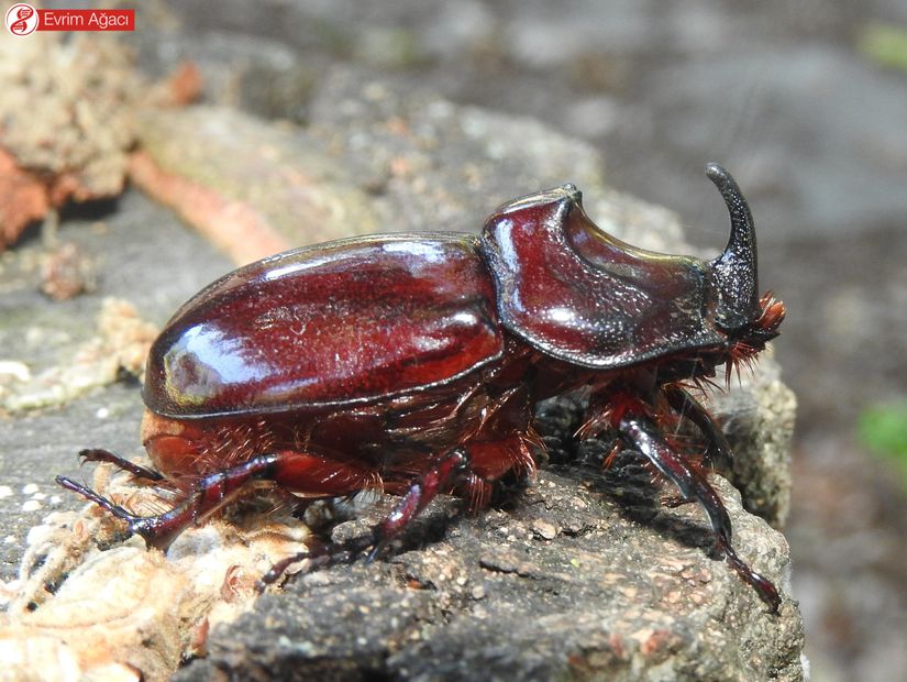 Gergedan böceği (Oryctes nasicornis) erkek birey, Sakarya.