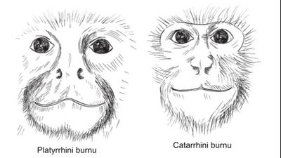 Aşağı Burunlu Maymunlar (Catarrhini)