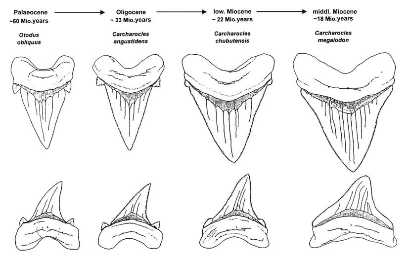 Megalodon Dişlerinin Evrimi