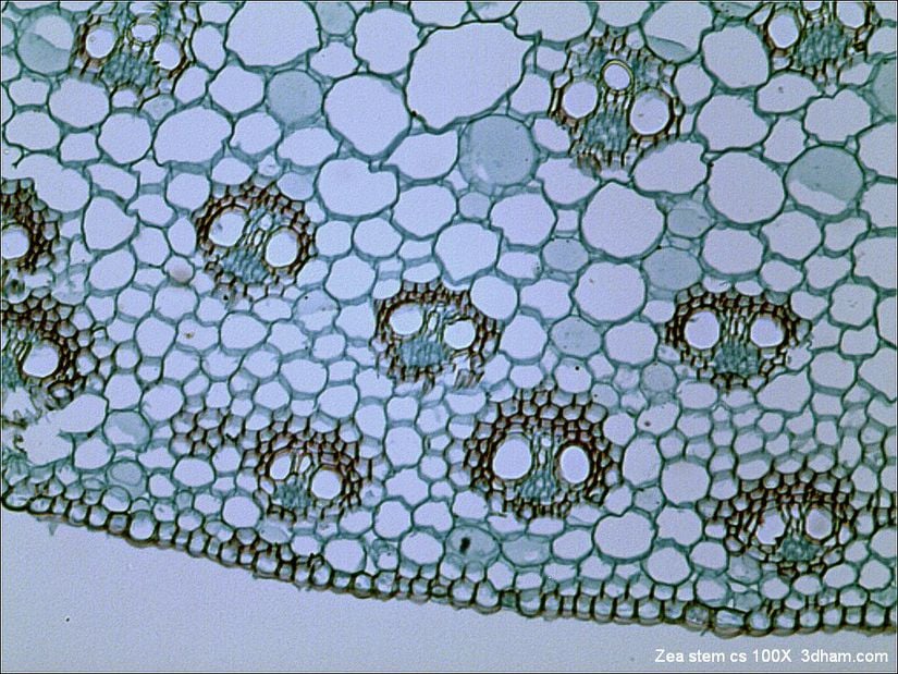Parlak alan mikroskobunda mısır bitkisinin gövdesinin enine kesiti (x100)