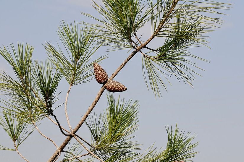 Pinus Brutia (Kızılçam)