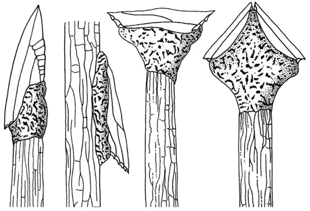 Görsel 1. Howiesons Poort'tan çıkarılan eserlerdeki çeşitli sap düzenlemeleri. Soldan sağa: uç veya kesici çengel olarak çaprazlama saplı, enine ve sırt sırta sap takma.  Çizimler: Nuzhnyj ve ardından L. Davis 2000.