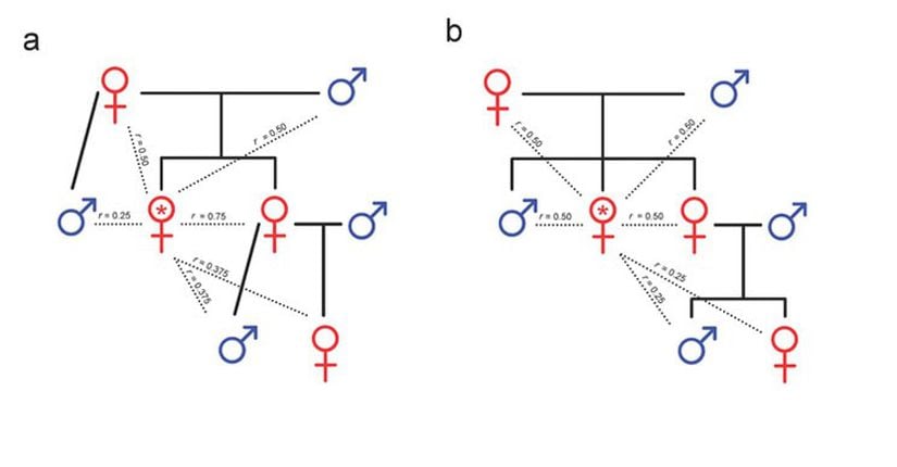 Haplodiploit ve diploit türlerde akrabalık modelleri Dişi bir bireyin (kırmızı yıldızla işaretli) akrabaları ile olan yakınlığını gösteren, annesinin yalnızca bir erkek bireyle (yani dişinin babasıyla) çiftleştiğini varsayarak hazırlanmış (a) haplodiploit ve (b) diploit aile ağaçları. Tekil çiftleşen haplodiploit türlerde dişiler, erkek kardeşlerine göre (r = 0,25) kız kardeşleri ile (r = 0,75) daha yakın akrabadırlar. Ayrıca kendi yeğenlerine olan akrabalık derecesi, haplodiploit dişilerde (r = 0,375, Şekil 1a), diploit dişilere göre (r = 0,25, Şekil 1b) daha fazladır. Ne var ki, pek çok haplodiploit türde (bal arısı da dahil) analar çokkocalıdırlar ve işçilerin çoğunun öz kardeş değil de üvey kız kardeş olduğu yavrular üretirler (r 0,25 ile 0,5 arasında; gerçek değer, ananın çiftleştiği erkek sayısına bağlıdır). Analar çok sayıda erkek ile çiftleştiğinde işçiler, üvey kız kardeşlerinin oğullarındansa (yeğenleri, r 0,125 ile 0,25 arasında) ananın oğullarına (kendilerinin erkek kardeşleri, r = 0,25) daha yakın akrabadırlar. Bu, işçilerin diğer işçileri denetlemeleri ve onların yumurtalarını yok etmeleri için teşvik oluşturur.