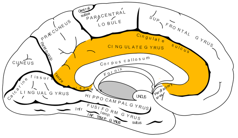Singulat korteks