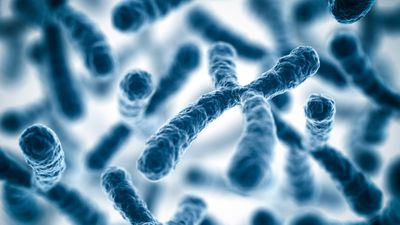 Kromozomal Bozukluklar: Kromozomlarda Meydana Gelen Değişimler Nasıl Hastalıklara Neden Oluyor?