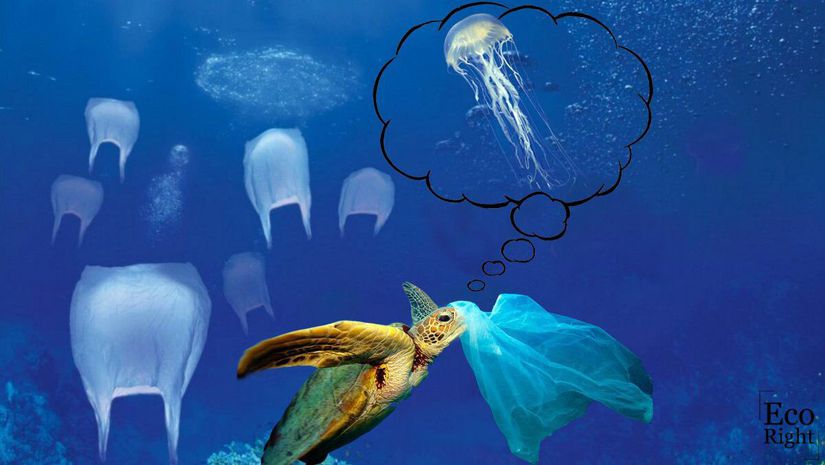 Siz farkı görebiliyorsunuz. Deniz kaplumbağaları göremiyor! Denizlere attığımız plastikler her yıl binlerce deniz kaplumbağası ve denizel canlının ölümüne sebep oluyor! Bu hayvanlar, genellikle plastikleri yiyecek sanıyorlar. Siz de, plastik kullanımınızı en aza indirerek denizel biyoçeşitliliği korumaya yardımcı olun. Alışverişlerinizde geri dönüştürülebilir poşetleri tercih edin, tek kullanımlık plastiklerden uzak durun, geri dönüştürülebilir malzemelerden yapılmış ürünleri ve kapları seçin. Kullandığınız plastikleri geri dönüşüme kazandırarak, binlerce canlıyı kurtarabilirsiniz. Gezegenimizin geleceğinin geri dönüşümü olmayabileceğini unutmayın.