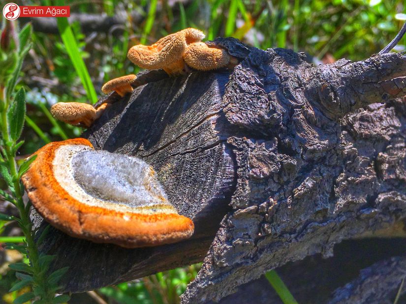 Mantarlar Fungi Evrim Agaci