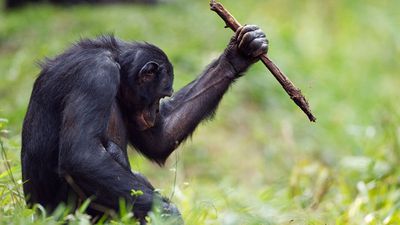 Bonobolar, Taş Devri İnsanlarınkine Benzer Şekilde Aletler Yapıyorlar!