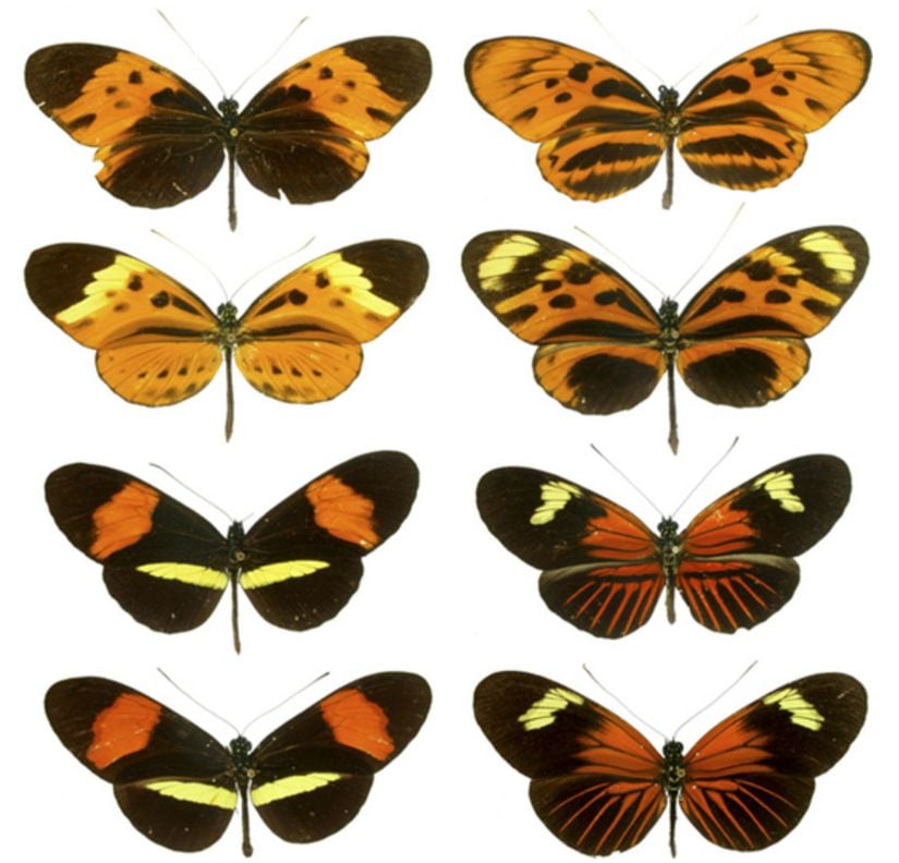 Şekil 19.4.6: Kötü tatlı birkaç Heliconius kelebek türü, tadı daha iyi olan türlerle benzer bir renk paleti paylaşmaktadır.