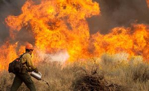 Wildfires: More Than Just Smoke And Flames