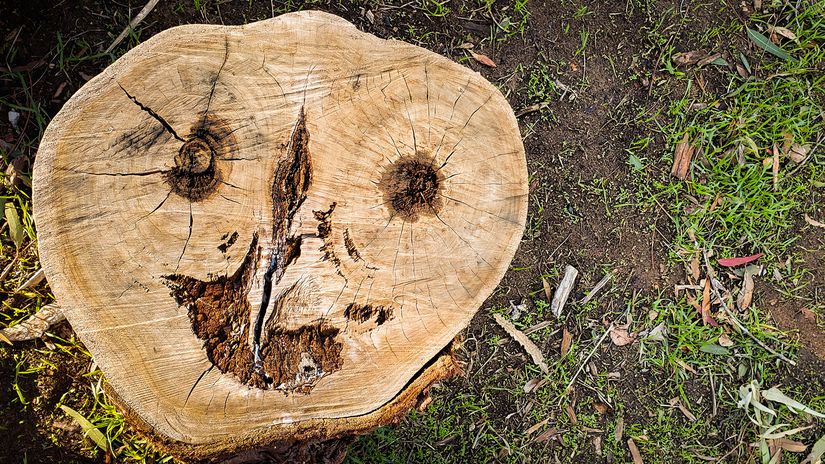 Bu ağaç gövdesinde bir yüz yoktur; ancak beyniniz, gördüğünüzün bir yüz olduğunda ısrar eder. İşte buna, pareidolia denir.