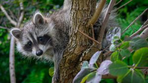 Raccoon Army Storms Washington Home