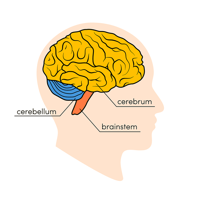 beynin ana bölgeleri