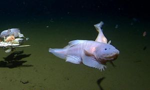 Rare Oarfish Discovery Sparks Scientific Curiosity