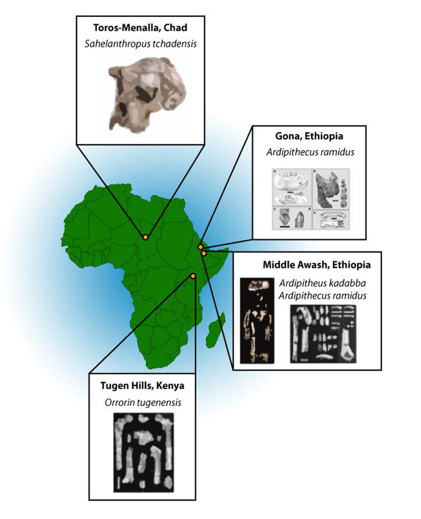 Harita erken homininlerin yaşadıkları bölgeleri ve bazı örneklerin keşfediliği yerleri gösteriyor.
