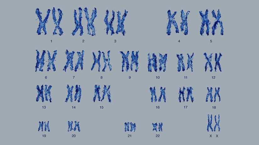 Neredeyse her insan hücresinde toplam 46 olmak üzere 23 çift kromozom bulunur.