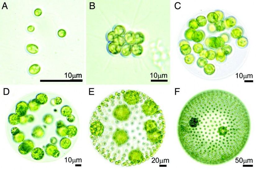 Tek hücreli ve çok hücreli alglerin farklı niteliklerini gösteren bir görsel