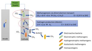 Ancient Archaea: Unlocking Secrets to Green Energy