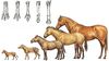Atların Evriminde Fiziksel Değişimler: Boyut Artışı ve Parmak Körelmesi!