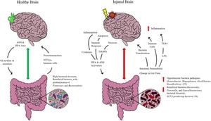 How Our Intestines Talk To Our Brains