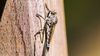 Suikastçi Sinekler (Asilidae)