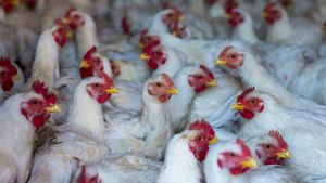 Bird Flu Expands Its Reach As Scientists Take Action