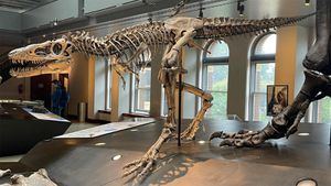 Rare Juvenile T. Rex Fossil Sparks Debate In Montana